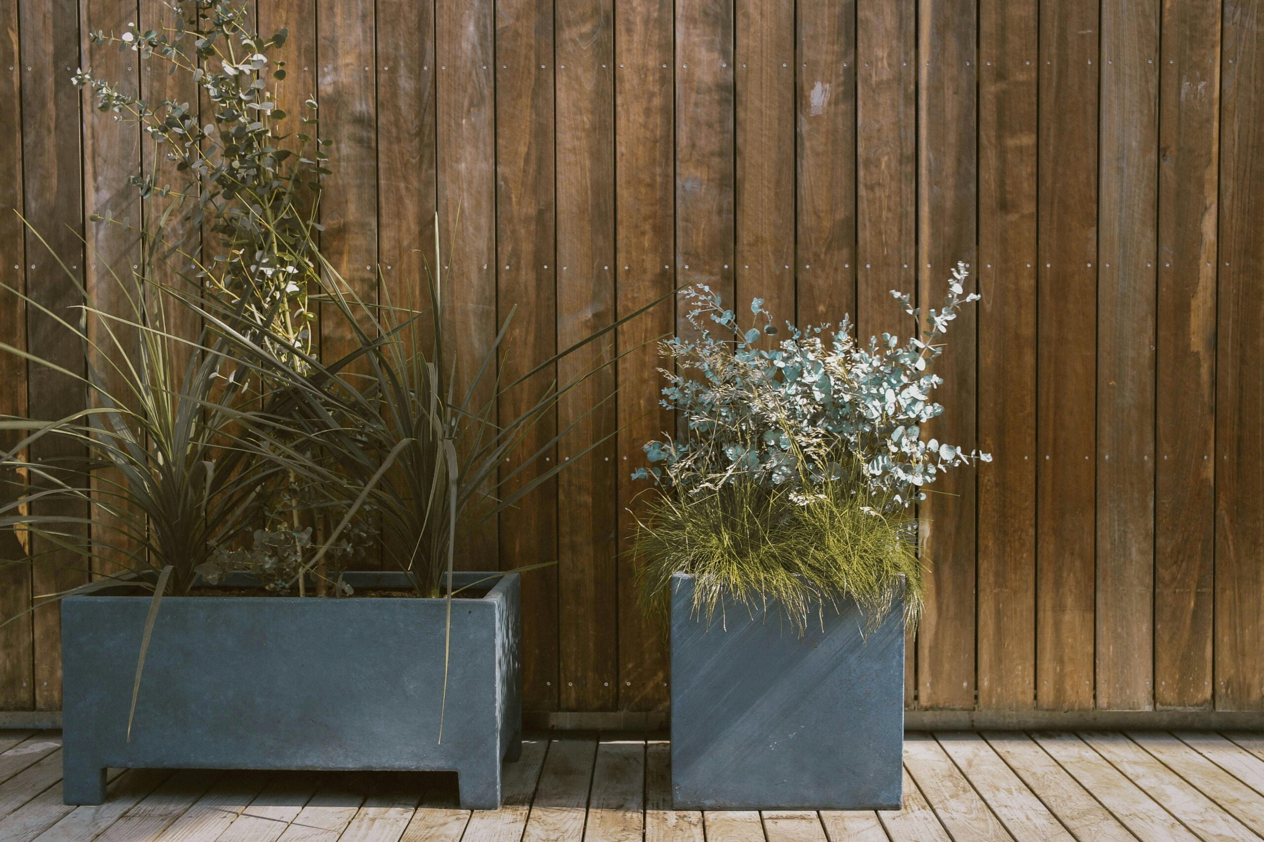 Modern potted plants against a rustic wooden wall add a blend of nature and design.
